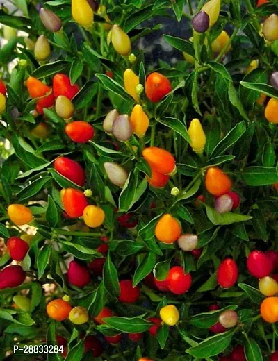 Baishnab Earth Seeds P95ORNAMENTAL CHILLI CHOICE MIXED  SEED PACK OF 20 SEED X 4 PER PKTS   4 PACKET OF ORNAMENTAL CHILLI CHOICE MIXED80PIECE-thumb0