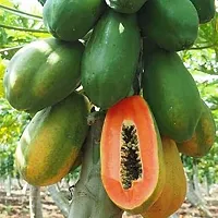 Baishnab PAPAYA SEED NJHKGREEN BERRY F1 HYBRIDE PAPAYA SEED5GRAM SEEDS24PIECE-thumb1