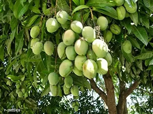 Baishnab  Mango PlantKachamitheyCFA338 Mango Pl-thumb0