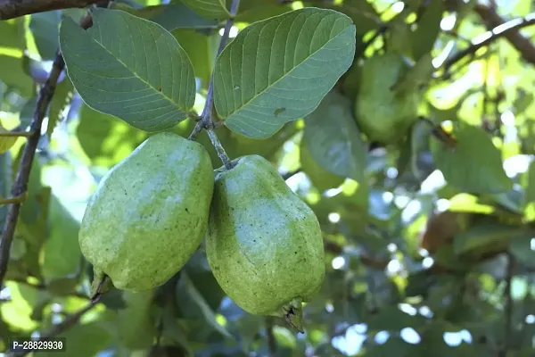 Baishnab  Thai 7 Guava Plant A53 Guava Plant