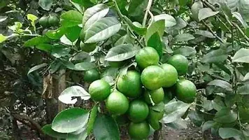 Baishnab Lemon Plant ne live Tissue culture lemon plants_001 by Dishita-thumb2