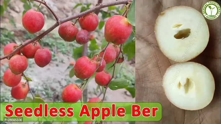 Baishnab Ber Apple Plant Thiland Seedless ber fruit plant GRAFTED-thumb0