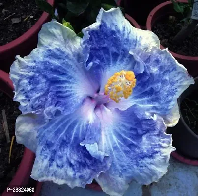 Baishnab  Hybrid Hibiscus Flower Live PlantCF318