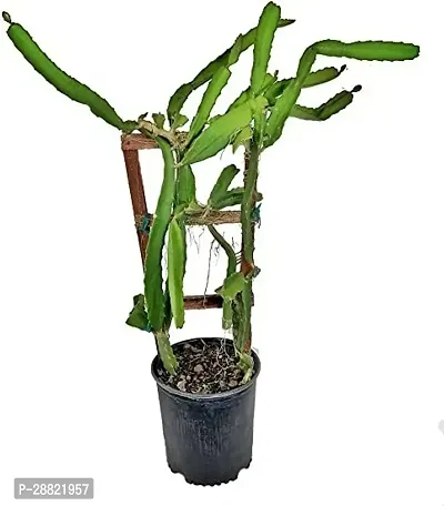 Baishnab  Pink Dragon Fruit Live PlantCF023 Drago-thumb0