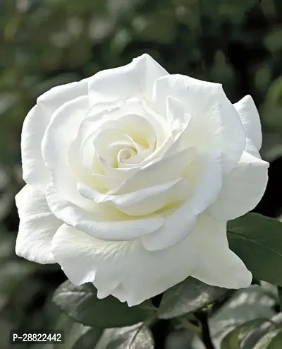 Baishnab  white color rose Rose Plant-thumb0