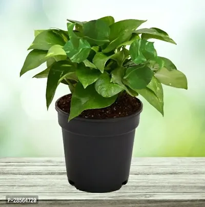 Baishnab Money Plant Money Plant Green-thumb0