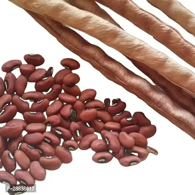 Baishnab m4Rare Hybrid Yard Long Bean30PIECE