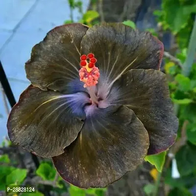 Baishnab  Hibiscus Black Live Flower Plant Disha9