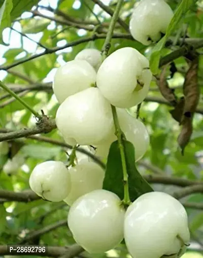 Baishnab Wax Apple White Wax Fruit Water Apple Plant (01)