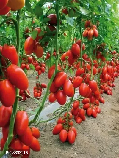 Baishnab Earth Seeds P188Tomato Seeds 9375PIECE