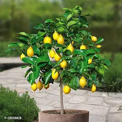 Baishnab Lemon Plant eco worlds delhi-thumb0