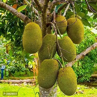 Baishnab  Honey Gold Jackfruit Jack Fruit Plant-thumb0