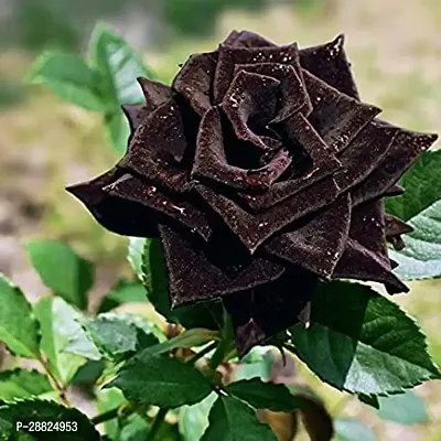 Baishnab  Black Rose Plant CF8002411 Rose Plant-thumb0