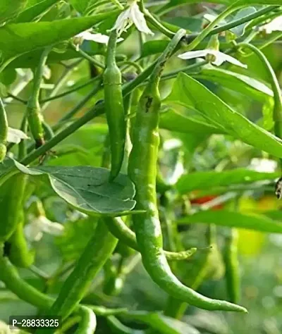 Baishnab Chili seed hh 150psCW12 CHILLI MIRCHI HYBRID SEED150PIECE-thumb0