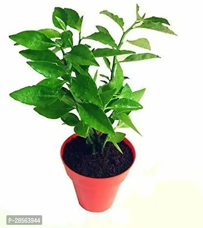 Baishnab Pedilanthus Plant GET NAGDON-thumb0