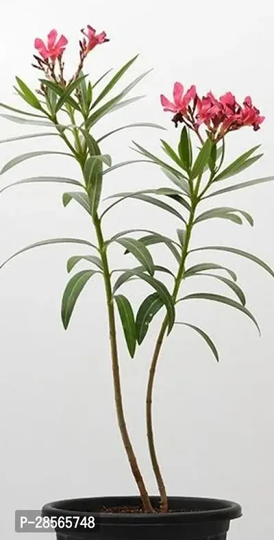 Baishnab Oleander Plant Kolkekarobi Flower Plant (K10)-thumb0