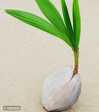 Baishnab  Coconut Fruit Plant C1 Coconut Plant-thumb0