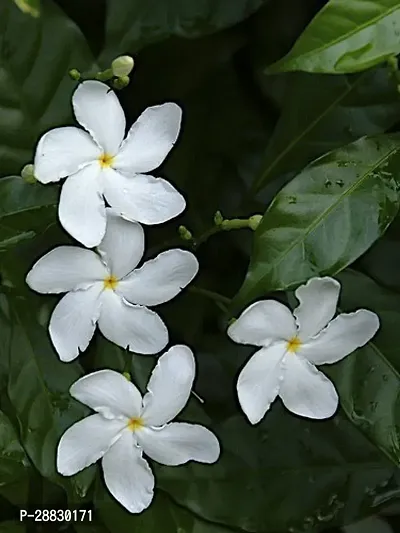 Baishnab  dasi miny tagor jasmine plant Jasmine Pla