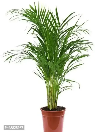 Baishnab  b011 Areca Palm