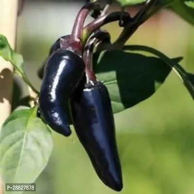 Baishnab  GSDLANTOJ34 MirchChilli Plant