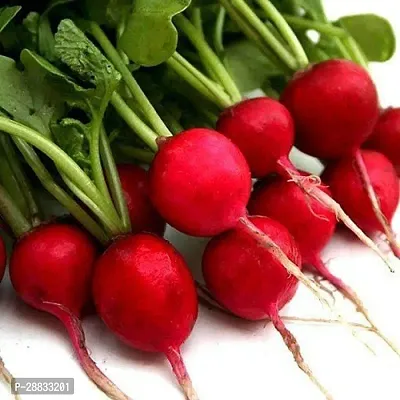 Baishnab SPL SEED 141Early Scarlet Gold radish seeds  200 mula200PIECE