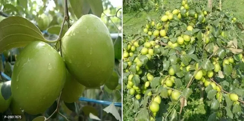 Baishnab  Ber Apple Plant 86 Ber Apple Plant