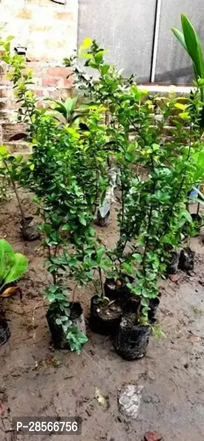 Baishnab Cherry Fruit Plant Chary Plant-thumb3