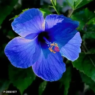 Baishnab Hibiscus Plant Hibiscus rosa-sinensis, blue gudai blue hibiscusGudhal Flower-thumb0