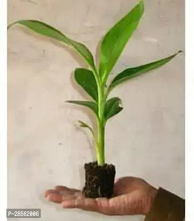 Baishnab Banana Plant bbo11-thumb0