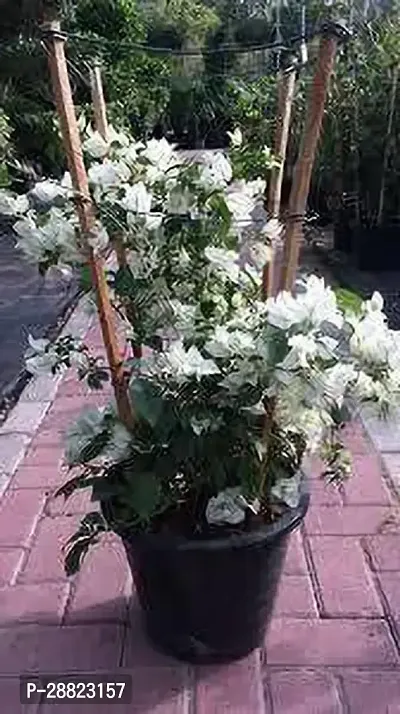 Baishnab  Bougainvillea plant 1 CFO362 Baugainvi-thumb0