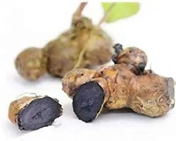 Baishnab Black ginger 100gm mc gyublack ginger Tai Ginseng Rhizomes Krachai Dum Kaempferia Parviflora Seed100PIECE-thumb1