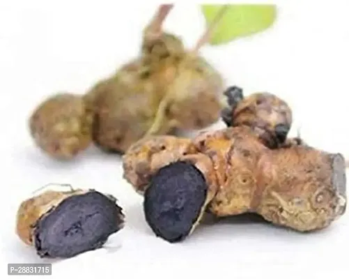 Baishnab Black ginger 100gm mc gyublack ginger Tai Ginseng Rhizomes Krachai Dum Kaempferia Parviflora Seed100PIECE-thumb2