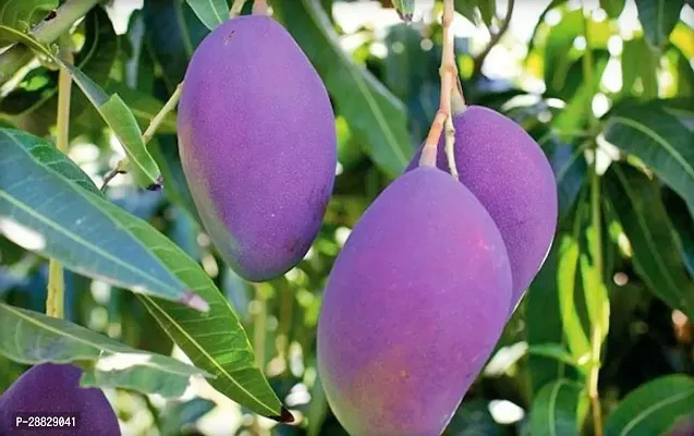 Baishnab  Palmer Grafted purple mango live plant M-thumb0