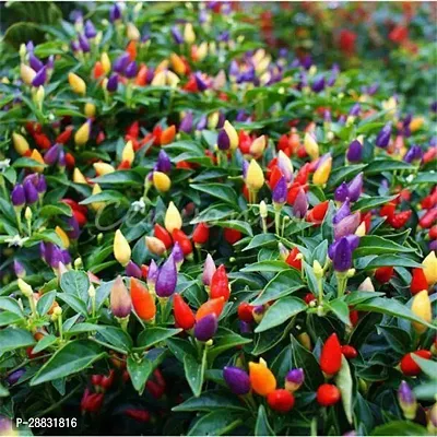 Baishnab Capsicum Frutescens ColorfulCHILI  Seed  500 per packet12 Organic Capsicum Frutescens Colorful Seeds500PIECE