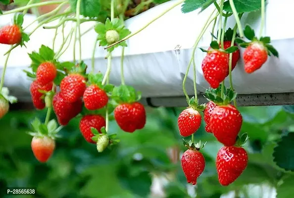 Baishnab Strawberry Plant Strawberry Live Plant with 1 Pot-thumb3