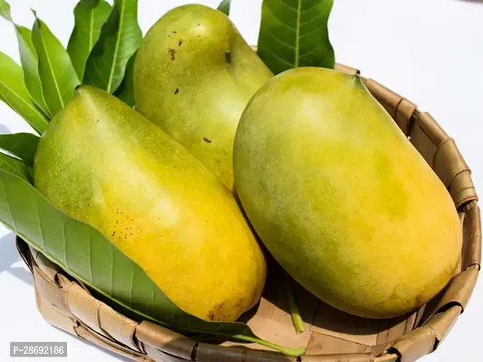 Baishnab Mango Plant Gir Kesar Mango Plant - Grafted-thumb0