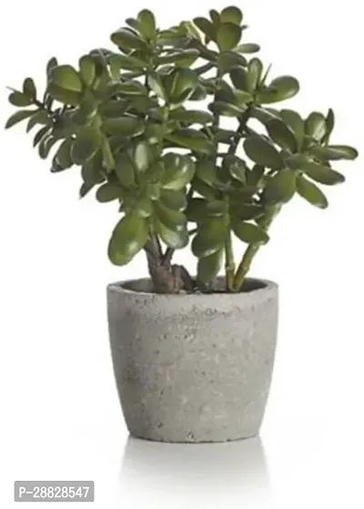 Baishnab  RSKJADE16 Jade Plant-thumb0