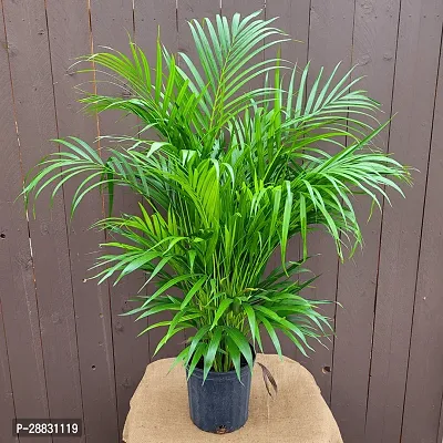 Baishnab  Areca Palm Plant best Quality Areca Plam