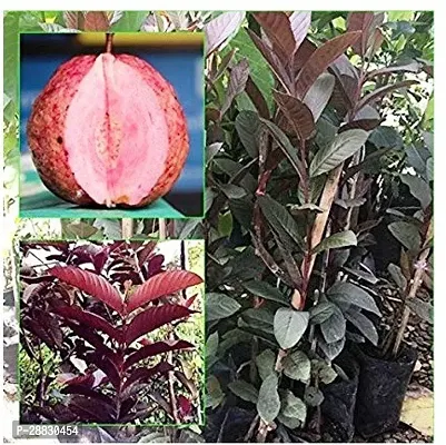 Baishnab  Red Thailand GuavaAmrood Fruit Plant Gua-thumb0