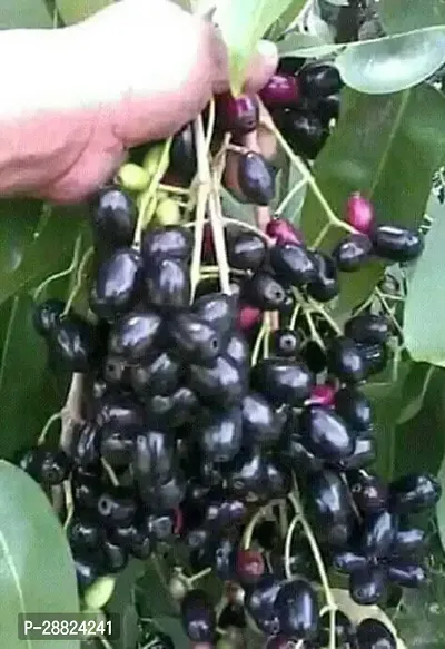 Baishnab  jw01 Jamun Plant-thumb0