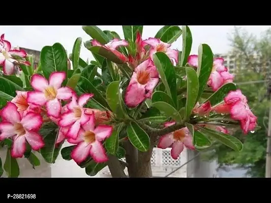 Baishnab  aee01 Adenium Plant