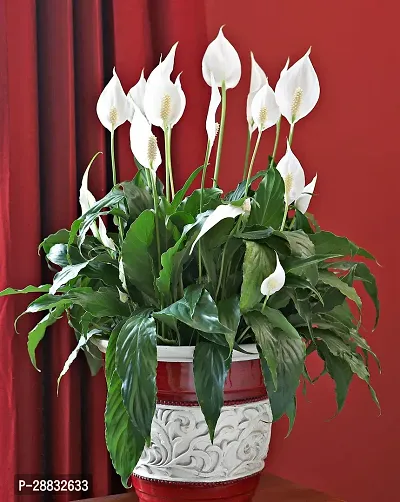 Baishnab  Peace Lily Flower Plant Peace Lily Plant-thumb0