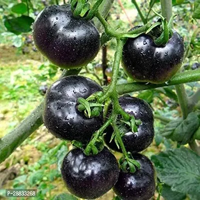 Baishnab tomato seed 1000 ps kjh Giant Black Tomato Seeds1000PIECE