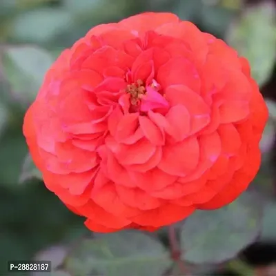 Baishnab  Rose Marigold Orange  Plant Rose Plan