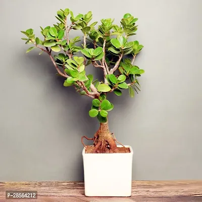 Baishnab Ficus Plant FA9968607pl