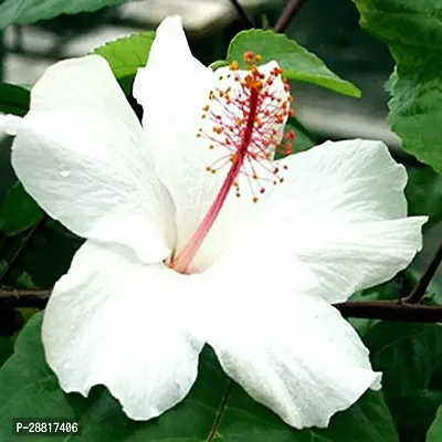 Baishnab  Hibiscus plant 24 Hibiscus Plant