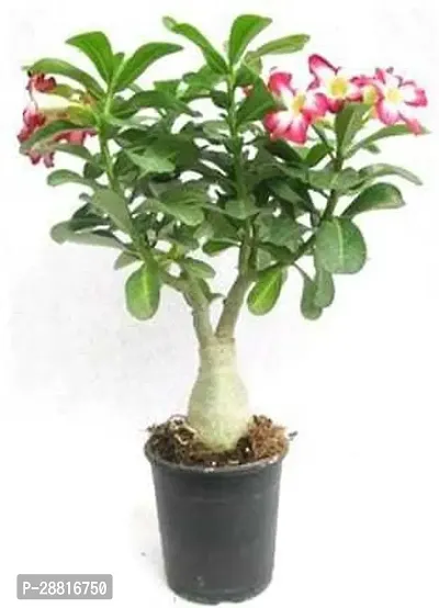 Baishnab  Adenium Plant New 16 Adenium Plant