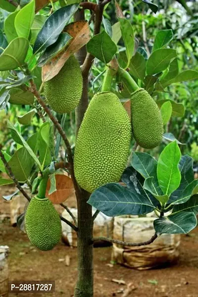 Baishnab  Jackfruit Plant Jackfruit Plant