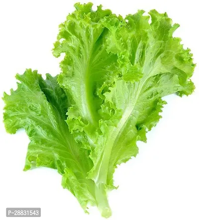 Baishnab Lettuce seed  11 pCURLY AU108411PIECE