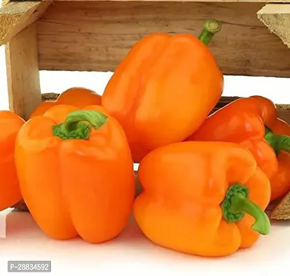 Baishnab capsicum seed kstOrange Capsicum Hybrid Bell Pepper Seeds200PIECE